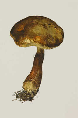 Шипиленко Александр Кузьмич. Лот из четырех рисунков грибов: 